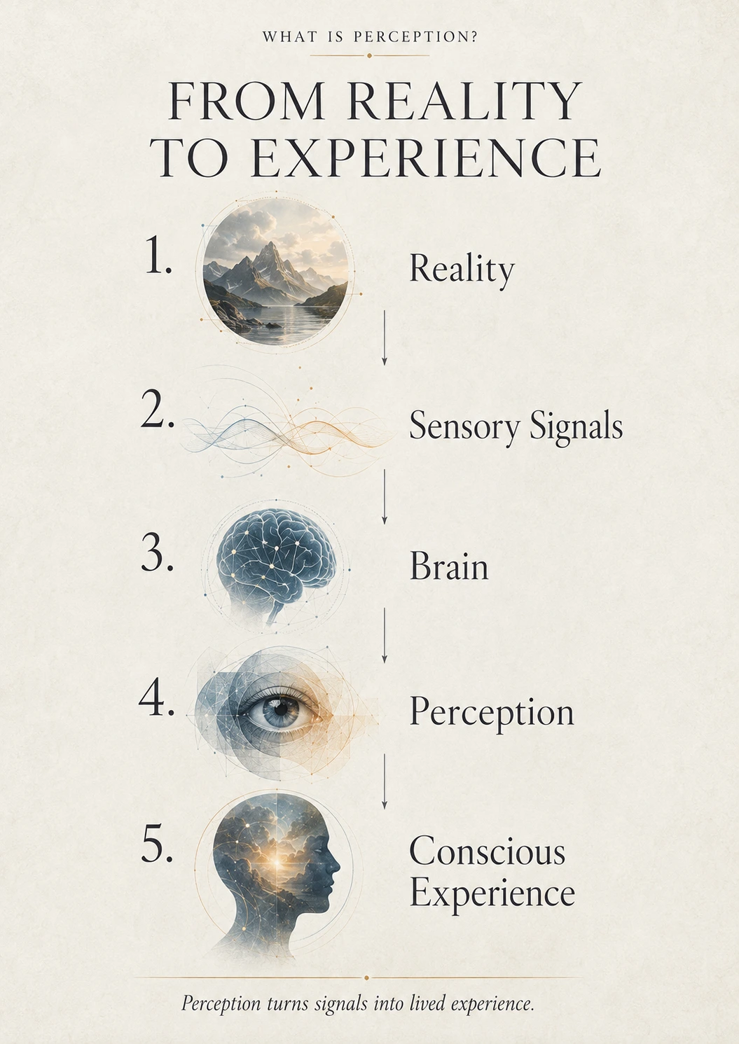 Diagram showing reality becoming sensory signals, brain processing, perception, and conscious experience