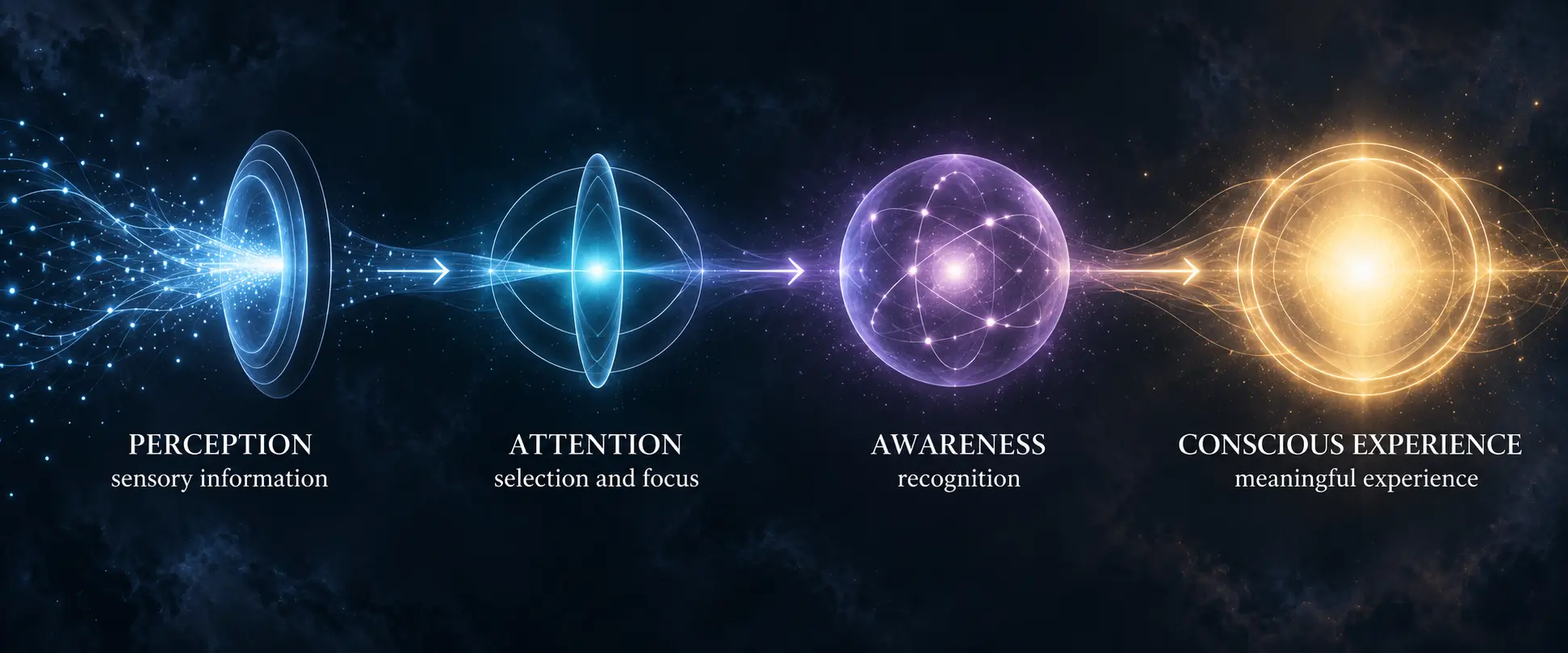 Process from perception and attention to awareness and conscious experience